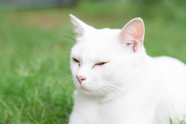istock White cat on lawn. Siamese Cat. Thai style. 1037312288