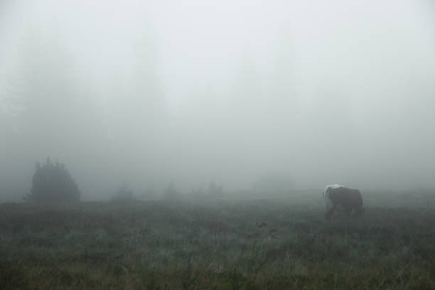 istock foggy summer morning 1037317780