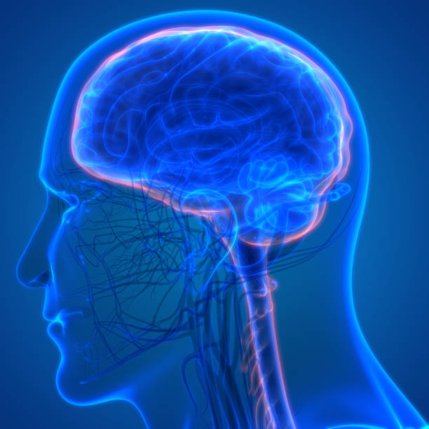istock Human Brain with Circulatory System Anatomy 1037323972