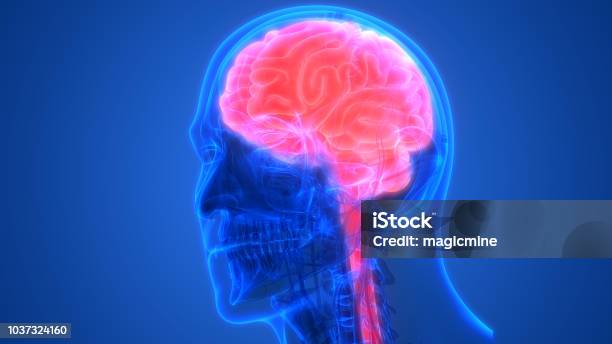 Human Brain With Circulatory System Anatomy Stock Photo - Download Image Now - Abstract, Anatomy, Animal Trunk