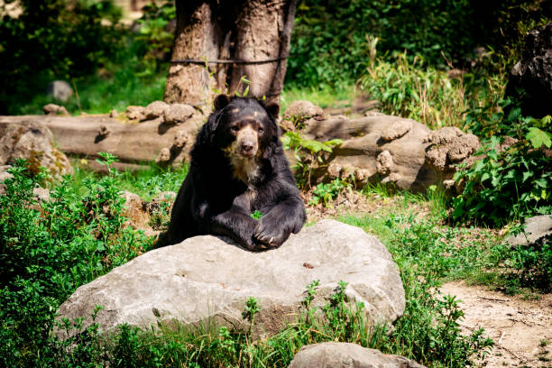 istock Black bear in wilderness. Black Bear portrait 1037324928