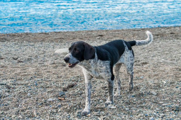 istock adorable  dog on a beach. 1037325000