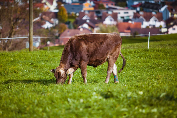 istock Cow on a summer pasture. cows in a field 1037325008