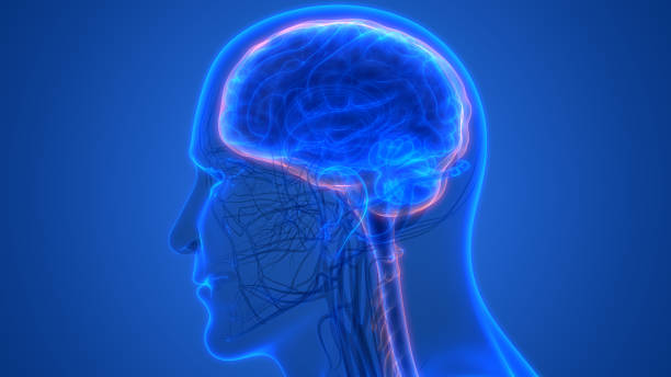 istock Human Brain with Circulatory System Anatomy 1037325784