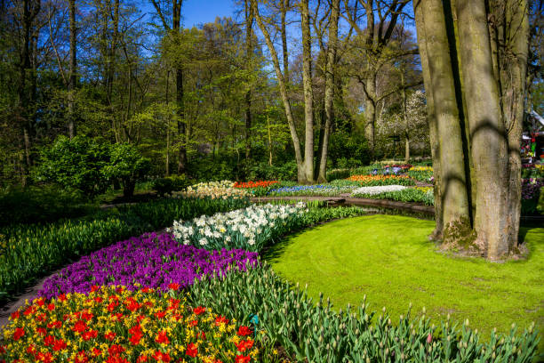 Beautiful multicolored flower bed in spring in a public park. Shallow DOF. Focus on the red and white tulips.