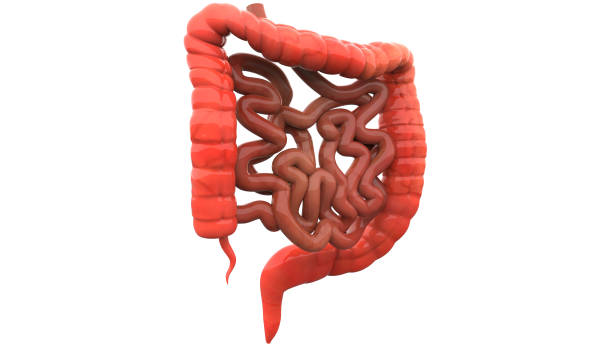 istock Human Digestive System Large and Small Intestine Anatomy 1037327192