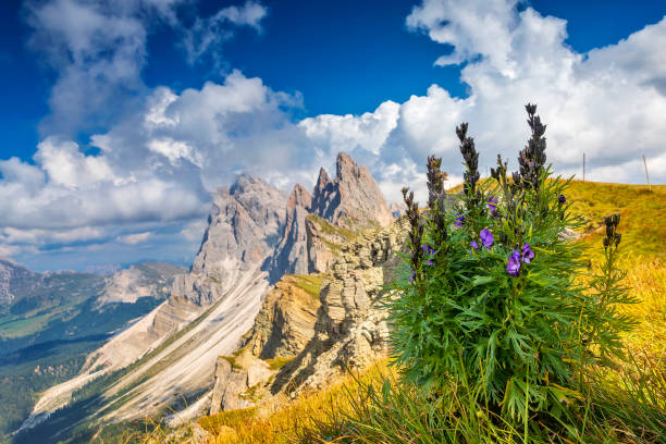 istock Seceda peak with flowers during summer time in Dolomites, Italy 1037330726