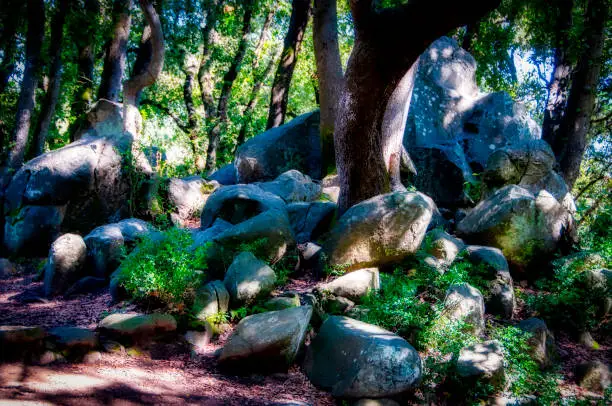 Photo of undergrowth