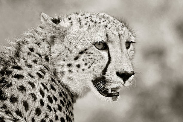 istock Cheetah, Black and White, Kruger National Park 1037335676