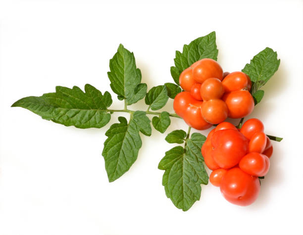 istock Travel tomato, tomato, lycopersicon 1037338292