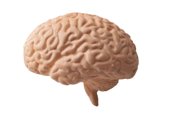 istock Medical model of a human brain with clip path cutout 1037350356