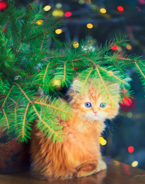 istock Little Cat, Christmas Lights and Tree 1037354350