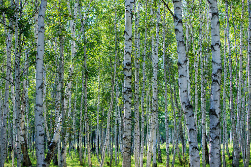 Birch forest in springtime