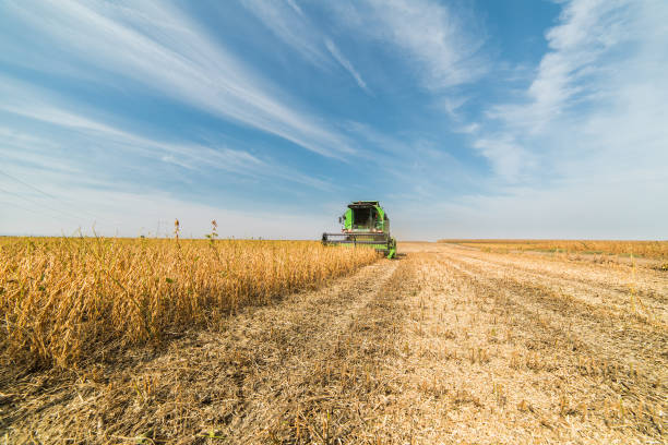 istock Harvesting of soy bean  fields with combine 1037366278