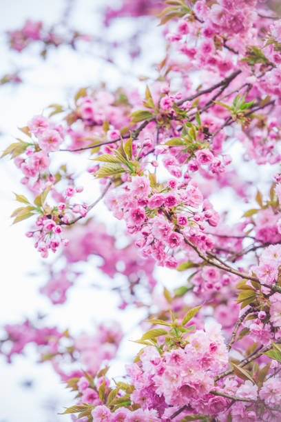 istock Beautiful nature scene with blooming tree. Spring flowers. Springtime 1037366392