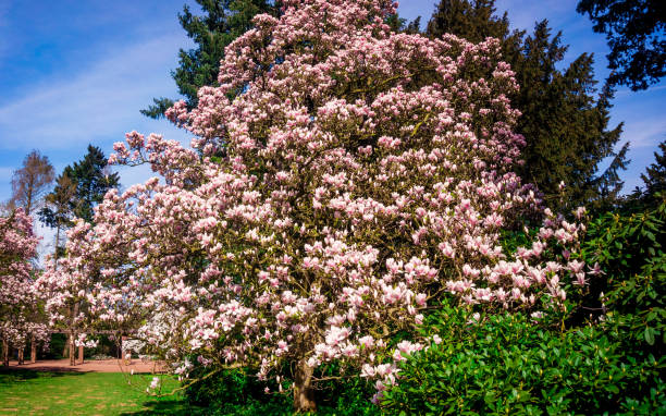 istock Magnolia. Flowers. Blooming trees 1037366636
