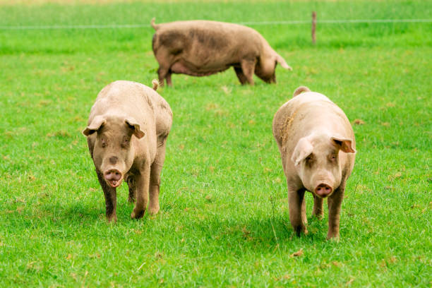 istock Pig portrait. Pig at pig farm 1037366678