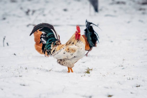 rooster stands on a white snow rooster stands on a white snow winter chicken coop stock pictures, royalty-free photos & images