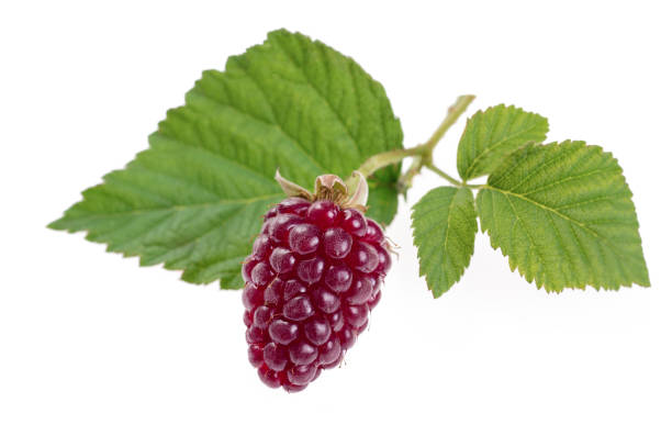 istock Fresh organic blackberries on the bush isolated on white background 1037367232