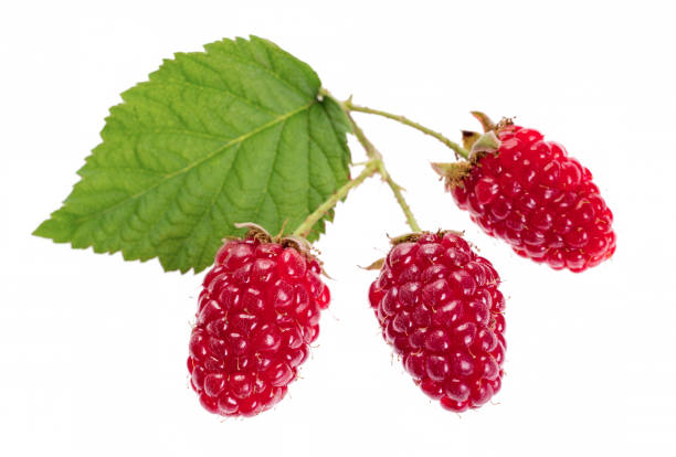istock ripe raspberries isolated on white background close up 1037367274