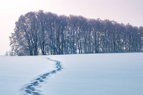 fußspuren im schnee von einem mann in der ferne. konzept oder eine landschaft von einem kalten wintermorgen - winter cold footpath footprint stock-fotos und bilder