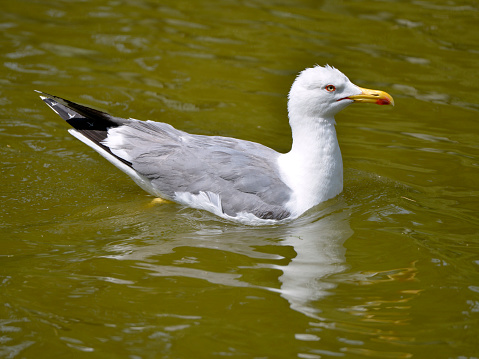 Closeup of Yellow-legged Gull (Larus michahellis) swimming in the Camargue, a natural region located south of Arles, France, between the Mediterranean Sea and the two arms of the Rhône delta.