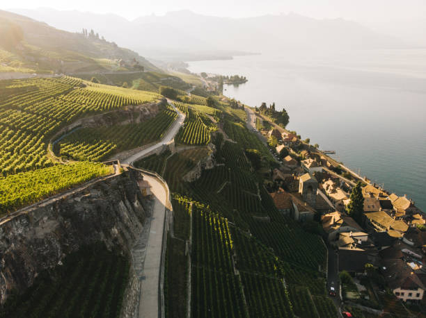 Scenic aerial view of vineyards near Geneva lake Scenic aerial view of vineyards near Geneva lake in Switzerland geneva switzerland stock pictures, royalty-free photos & images