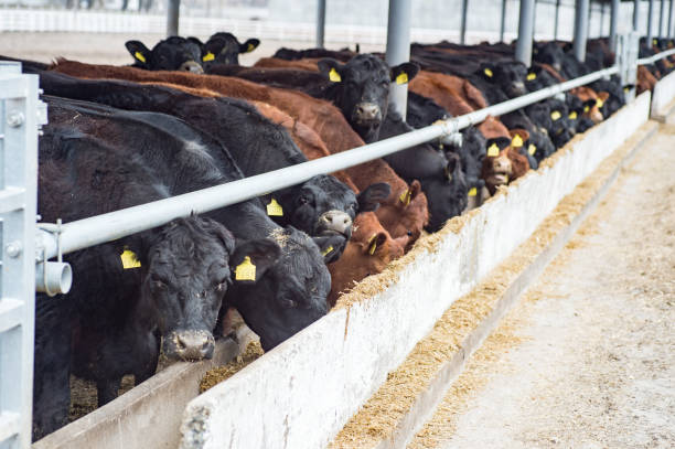 istock feeding a herd of cows on a farm. beef cattle 1037370202