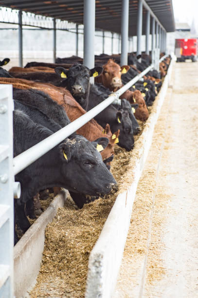 istock Row of cows feeding in farm 1037370204