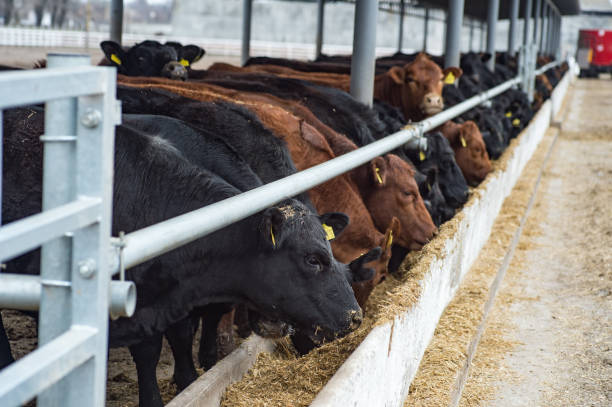 vaches noires et brunes dans une étable de la ferme - paddock photos et images de collection