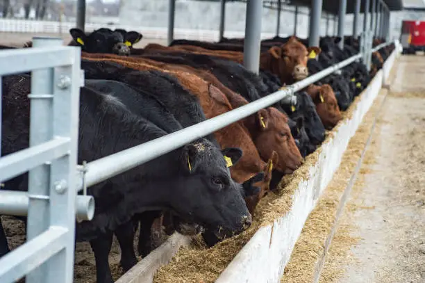 Black and brown cows in a farm cowshed