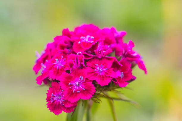 istock Chinese carnation flower (Dianthus chinensis) isolated on natural background 1037371096
