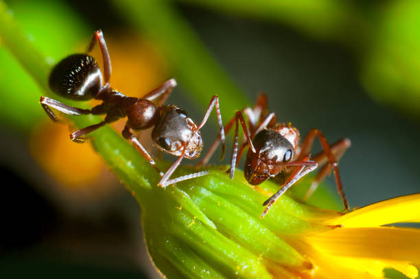 Two ants are working on yellow flower. Macro view. Close-up photography Two ants are working on yellow flower. Macro view. Close-up photography weaverbird photos stock pictures, royalty-free photos & images