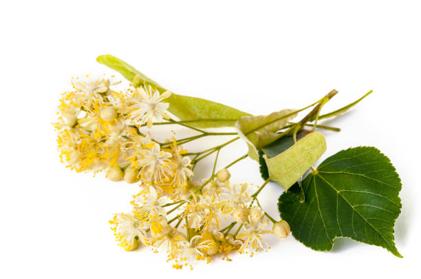 istock Sprig of linden blossoms isolated on white background. 1037374980