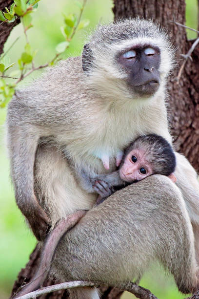 istock Baby Vervet Monkey with mother 1037375262