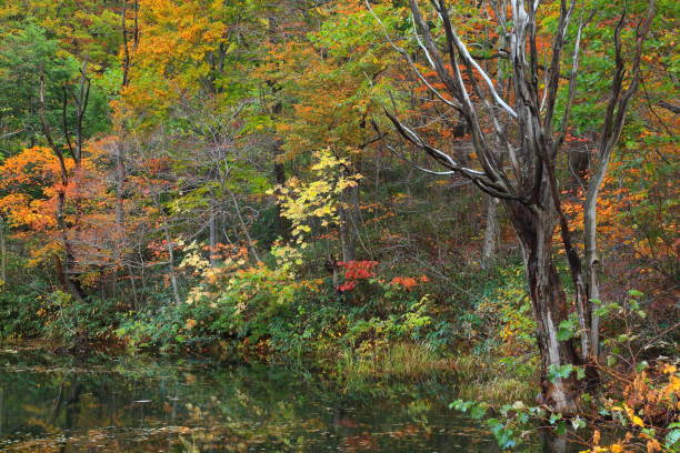 istock Mountain stream of autumn leaves 1037376140