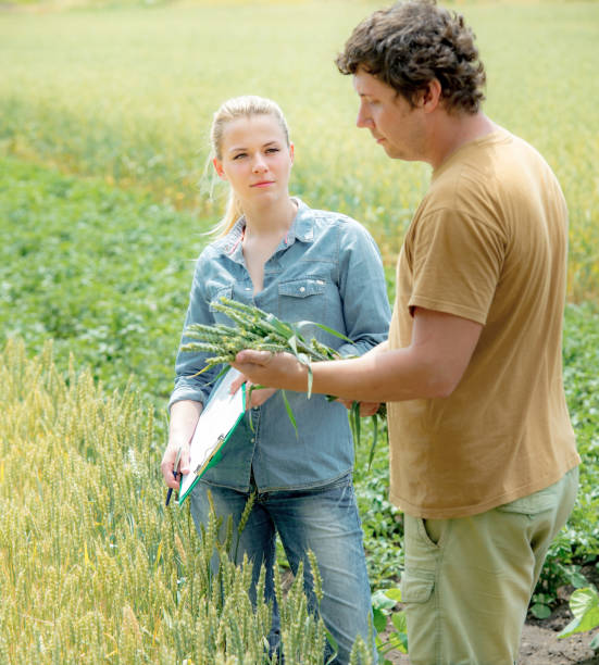 istock Agronomist looking at wheat quality with farmer at field with crop 1037379162