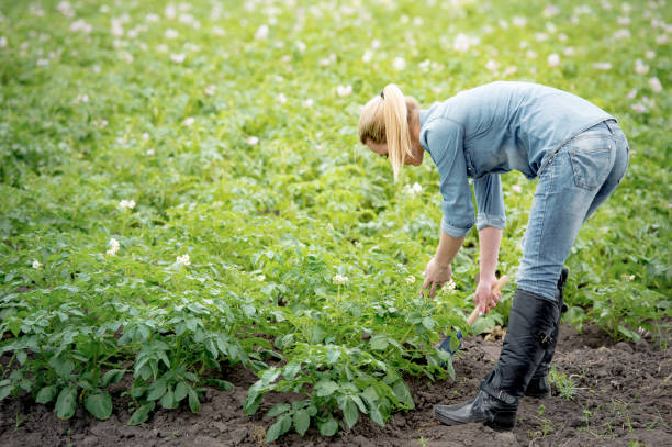 istock agronomist caring for the growing crop 1037379192