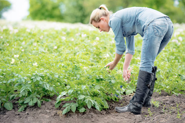 istock farmer caring for the growing crop 1037379196