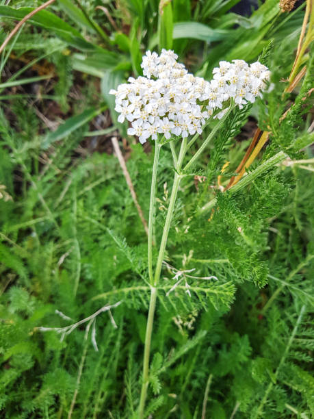 istock Yarrow or milenrama 1037379316