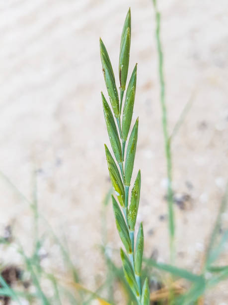 Couch, quick or dog grass Couch, quick or dog grass, Elymus (Elytrigia) repens, growing in Galicia, Spain elymus stock pictures, royalty-free photos & images