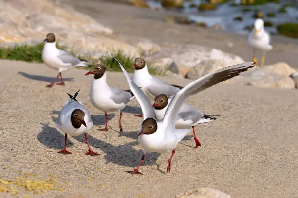 Group of black-headed Gulls (Larus ridibundus) on the beach in the Camargue, a natural region located south of Arles, France, between the Mediterranean Sea and the two arms of the Rhône delta.