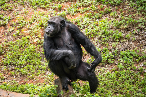 istock chimpanzee mokey sit on stump tree with grass in jungle 1037389396