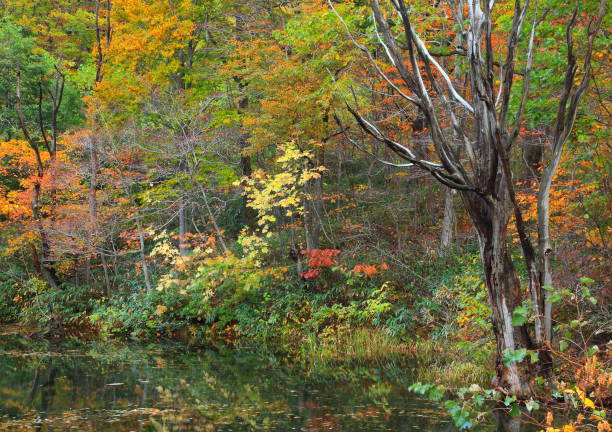 istock Mountain stream of autumn leaves 1037389698