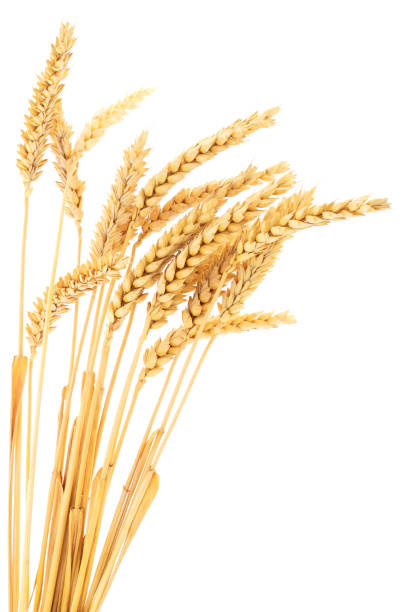 istock Ripe ears of wheat. 1037396092