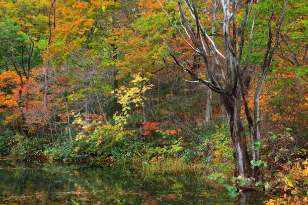 istock Mountain stream of autumn leaves 1037396676
