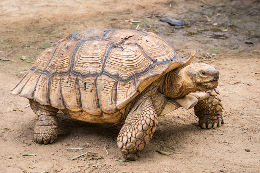 Galapagos tortoise in motion be an animal living in the galapagos islands.