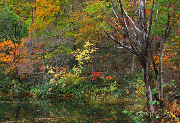istock Mountain stream of autumn leaves 1037400306