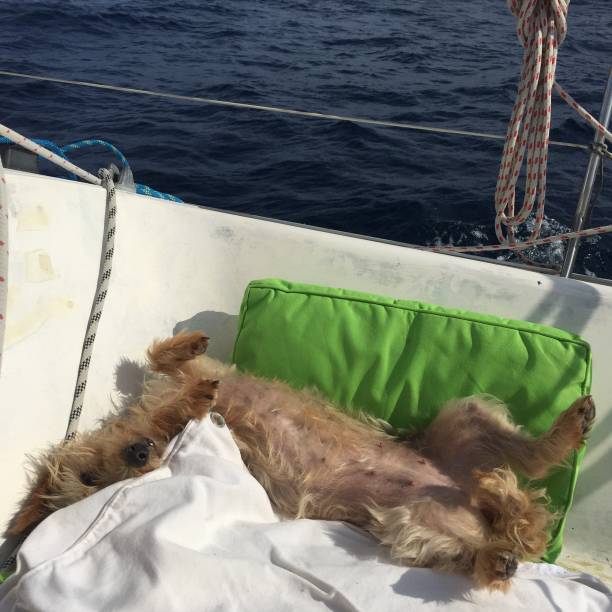 istock Dog on sailing boat 1037401144