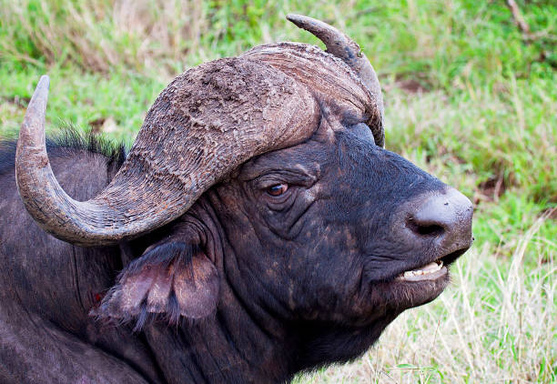 istock African buffalo, South Africa 1037404734